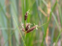 Bolboschoenus maritimus Limhamns kalkbrott, Malmö, Skåne, Sweden 20180901_0100