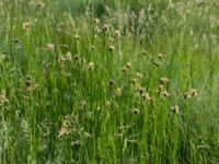 Bolboschoenus maritimus Stenudden, Kungsbacka, Halland, Sweden 20160604_0054