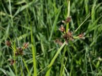 Bolboschoenus maritimus Stenudden, Kungsbacka, Halland, Sweden 20160604_0064