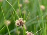 Bolboschoenus maritimus Turbinen, Malmö, Skåne, Sweden 20150614_0003