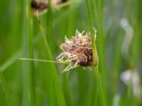 Bolboschoenus maritimus Turbinen, Malmö, Skåne, Sweden 20150614_0004