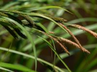 Carex acuta Doktorspromenaden, Falkenberg, Halland, Sweden 20160605_0218