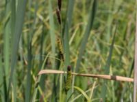 Carex acuta Toarpsdammen, Malmö, Skåne, Sweden 20170625_0141