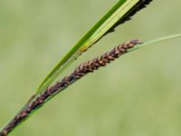 Carex acuta Toarpsdammen, Malmö, Skåne, Sweden 20190621_0173