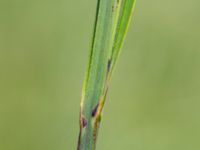 Carex acuta Toarpsdammen, Malmö, Skåne, Sweden 20190621_0174