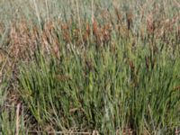 Carex acutiformis Yngsjö, Kristianstad, Skåne, Sweden 20150503_0170