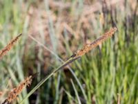 Carex acutiformis Yngsjö, Kristianstad, Skåne, Sweden 20150503_0172