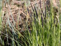 Carex acutiformis Yngsjö, Kristianstad, Skåne, Sweden 20150503_0174