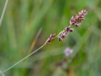 Carex appropinquata Sularpskärret, Lund, Skåne, Sweden 20190712_0113