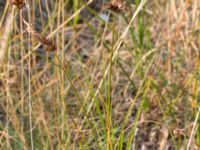 Carex arenaria Kämpingedungen, Vellinge, Skåne, Sweden 20150808_0047