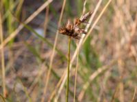 Carex arenaria Kämpingedungen, Vellinge, Skåne, Sweden 20150808_0048