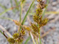 Carex arenaria Ribersborg, Malmö, Skåne, Sweden 20150622_0041