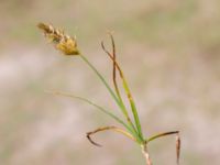 Carex arenaria Sandheden, Klagshamns udde, Malmö, Skåne, Sweden 20240531_0028