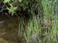 Carex buxbaumii ssp. buxbaumii Storforsen, Älvsbyn, Norrbotten, Sweden 20150711_0622