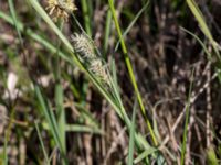 Carex caryophyllea Fuktängen, Klagshamns udde, Malmö, Skåne, Sweden 20170521_0044