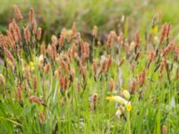 Carex cespitosa Liaängen, Kågeröd, Eslöv, Skåne, Sweden 20160518_0026