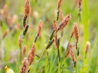 Carex cespitosa Liaängen, Kågeröd, Eslöv, Skåne, Sweden 20160518_0027