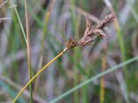 Carex colchica Kämpingedungen, Vellinge, Skåne, Sweden 20150808_0038