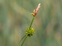 Carex demissa Toarpsdammen, Malmö, Skåne, Sweden 20190621_0182