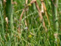 Carex demissa Toarpsdammen, Malmö, Skåne, Sweden 20190621_0183