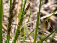 Carex diandra Husie mosse, Malmö, Skåne, Sweden 20160513_0007