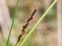 Carex diandra Husie mosse, Malmö, Skåne, Sweden 20160513_0008