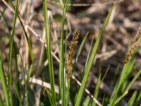 Carex diandra Husie mosse, Malmö, Skåne, Sweden 20160513_0012