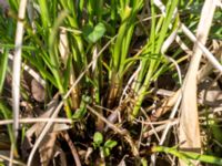 Carex diandra Husie mosse, Malmö, Skåne, Sweden 20160513_0013