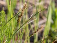 Carex diandra Husie mosse, Malmö, Skåne, Sweden 20160513_0016