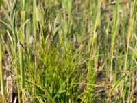 Carex diandra Husie mosse, Malmö, Skåne, Sweden 20160513_0017