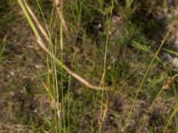 Carex distans Björkadammen, Malmö, Skåne, Sweden 20150804_0156