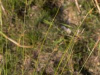 Carex distans Björkadammen, Malmö, Skåne, Sweden 20150804_0157