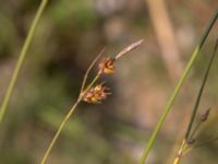 Carex distans Björkadammen, Malmö, Skåne, Sweden 20150804_0158