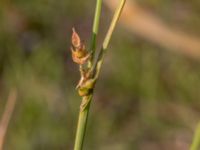 Carex distans Björkadammen, Malmö, Skåne, Sweden 20150804_0160