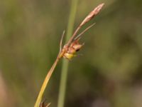 Carex distans Björkadammen, Malmö, Skåne, Sweden 20150804_0161