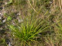 Carex distans Björkadammen, Malmö, Skåne, Sweden 20150804_0162