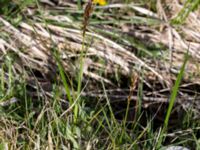 Carex disticha Gyetorpskärret, Kristianstad, Skåne, Sweden 20150514_0206