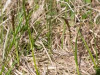 Carex disticha Gyetorpskärret, Kristianstad, Skåne, Sweden 20150514_0208