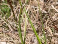 Carex disticha Gyetorpskärret, Kristianstad, Skåne, Sweden 20150514_0209