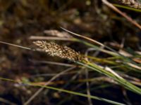 Carex disticha Lyngsjö äng, Kristianstad, Skåne, Sweden 20160508_0029