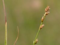 Carex divulsa Svedala reningsverk, Svedala, Skåne, Sweden 20230623_0030