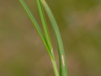 Carex divulsa Svedala reningsverk, Svedala, Skåne, Sweden 20230623_0032