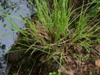 Carex divulsa ssp. leersii Pydden, Holmeja, Svedala, Skåne, Sweden 20160617_0131