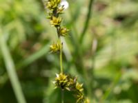 Carex divulsa ssp. leersii Stjärneholms borgruin, Skurup, Skåne, Sweden 20170705_0109