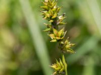 Carex divulsa ssp. leersii Stjärneholms borgruin, Skurup, Skåne, Sweden 20170705_0110