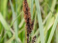 Carex elata Fuktängen, Klagshamns udde, Malmö, Skåne, Sweden 20240507_0051