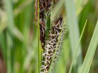 Carex elata Fuktängen, Klagshamns udde, Malmö, Skåne, Sweden 20240507_0052