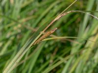 Carex elata ssp. elata Lilla Mölleberga, Malmö, Skåne, Sweden 20190620_0064