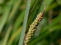 Carex elata ssp. elata Lilla Mölleberga, Malmö, Skåne, Sweden 20190620_0065