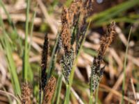 Carex elata ssp. elata Lyngsjö äng, Kristianstad, Skåne, Sweden 20160508_0006